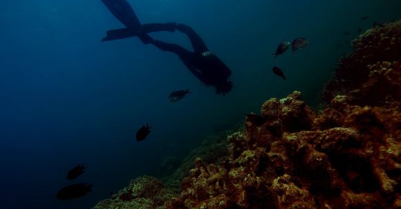 Scuba Diving - Photography of Person Swimming Under Water